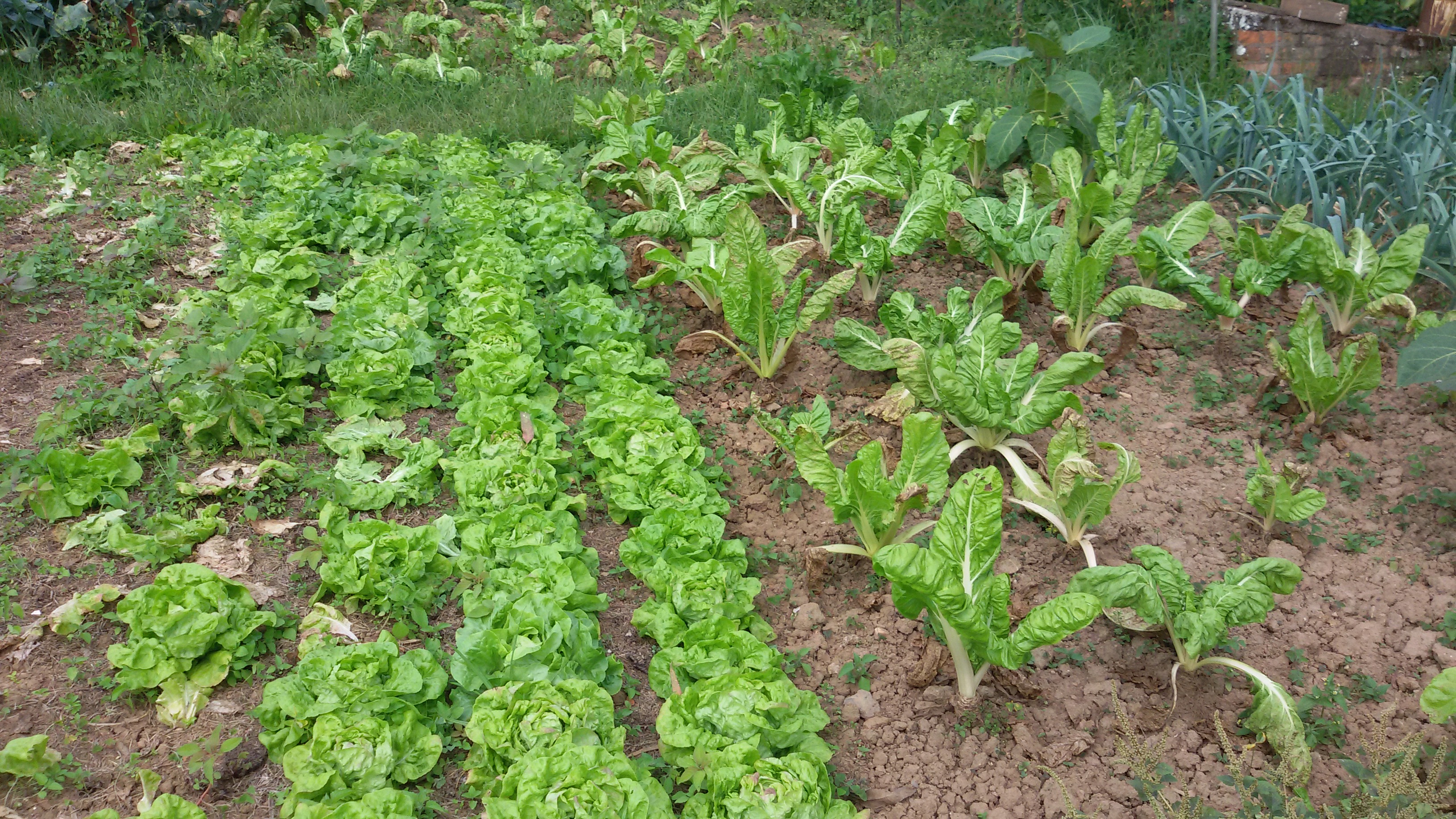 Jardin